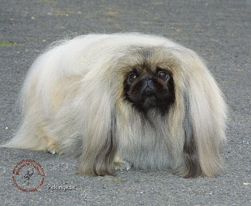 Pekingese 9R072D-036.JPG